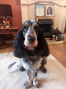 Allsorts Dog Grooming