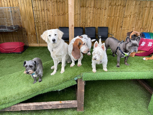 Dogs and Divas Doggy Daycare