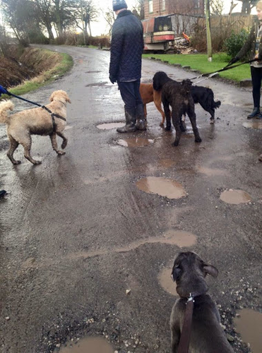 Talbot Pet Boarding